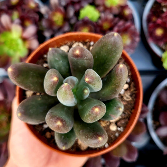 Pachyphytum "Gun Gan" - Donsuculentas