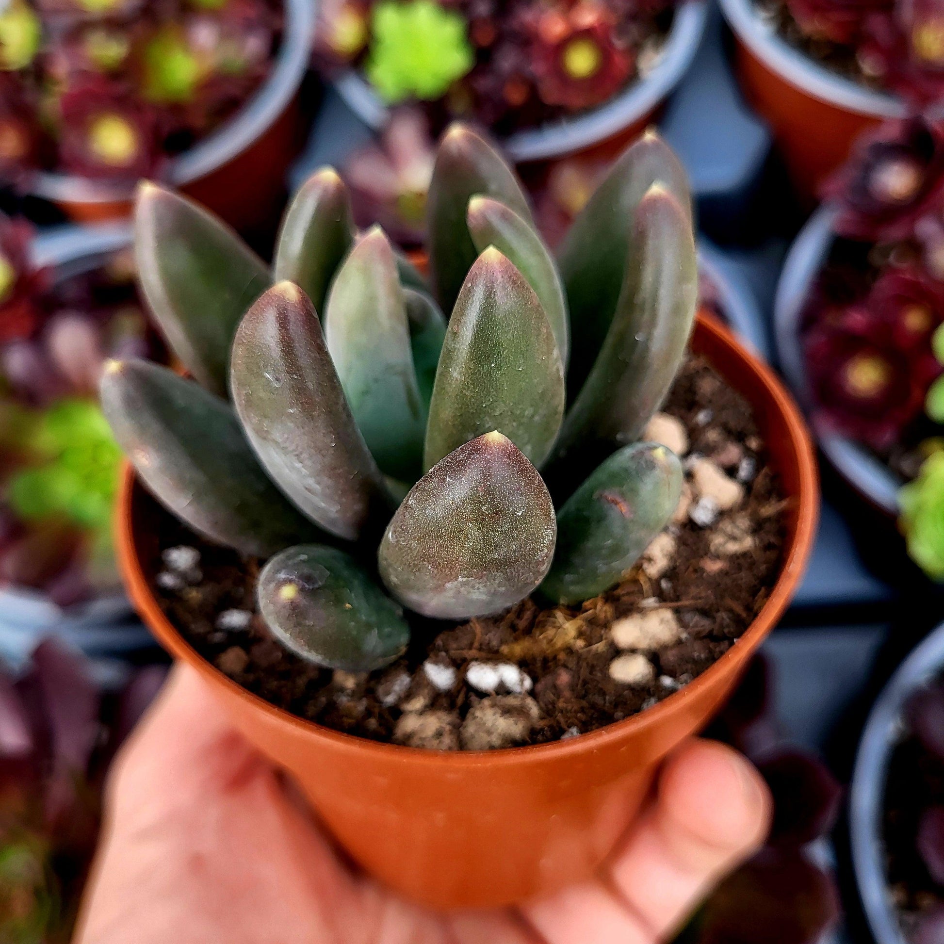 Pachyphytum "Gun Gan" - Donsuculentas