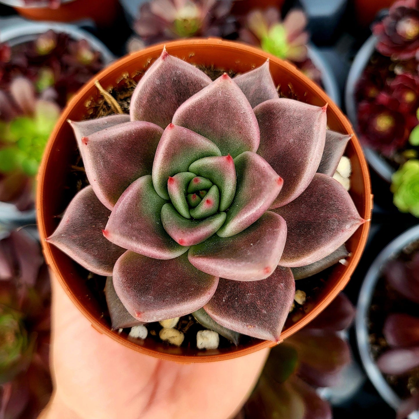 Echeveria "Jawa" - Donsuculentas