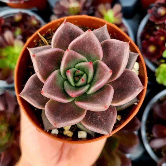 Echeveria "Jawa" - Donsuculentas