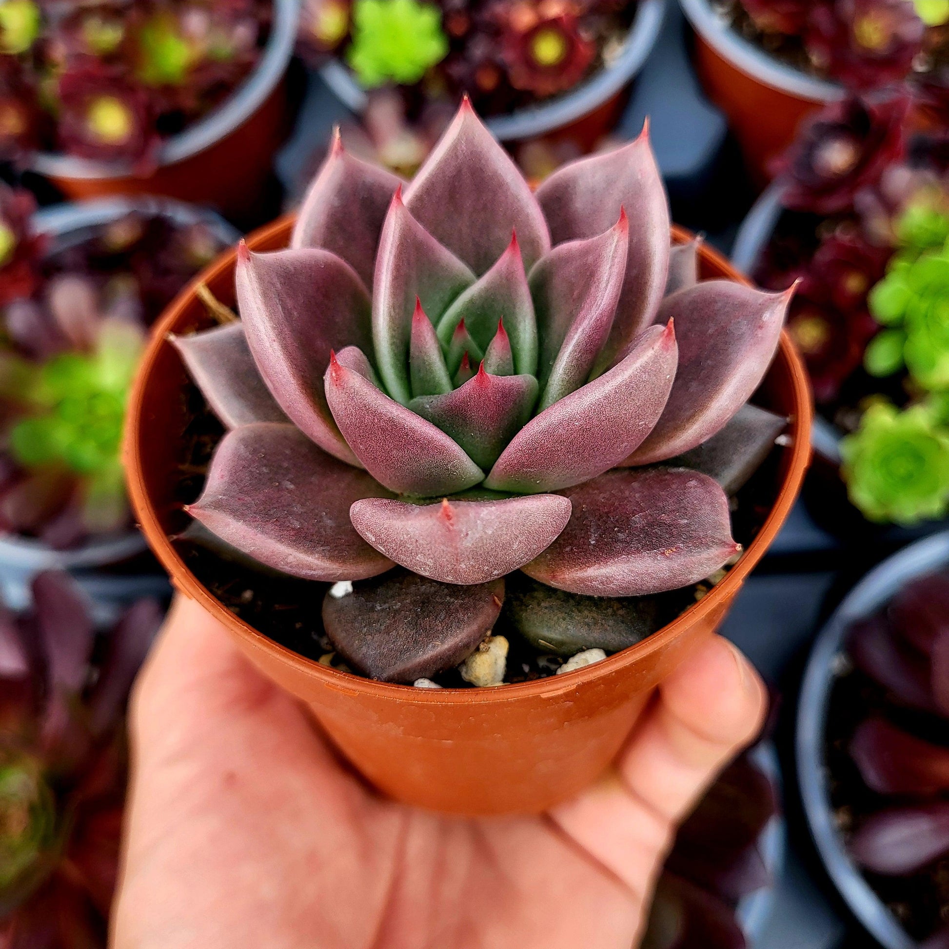Echeveria "Jawa" - Donsuculentas
