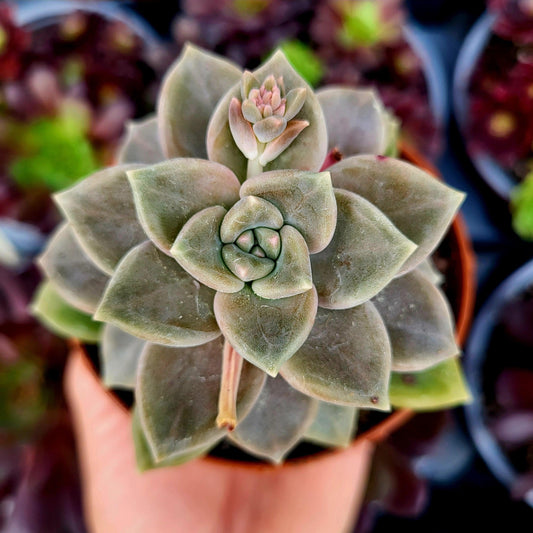 Graptoveria "Dathomir" - Donsuculentas