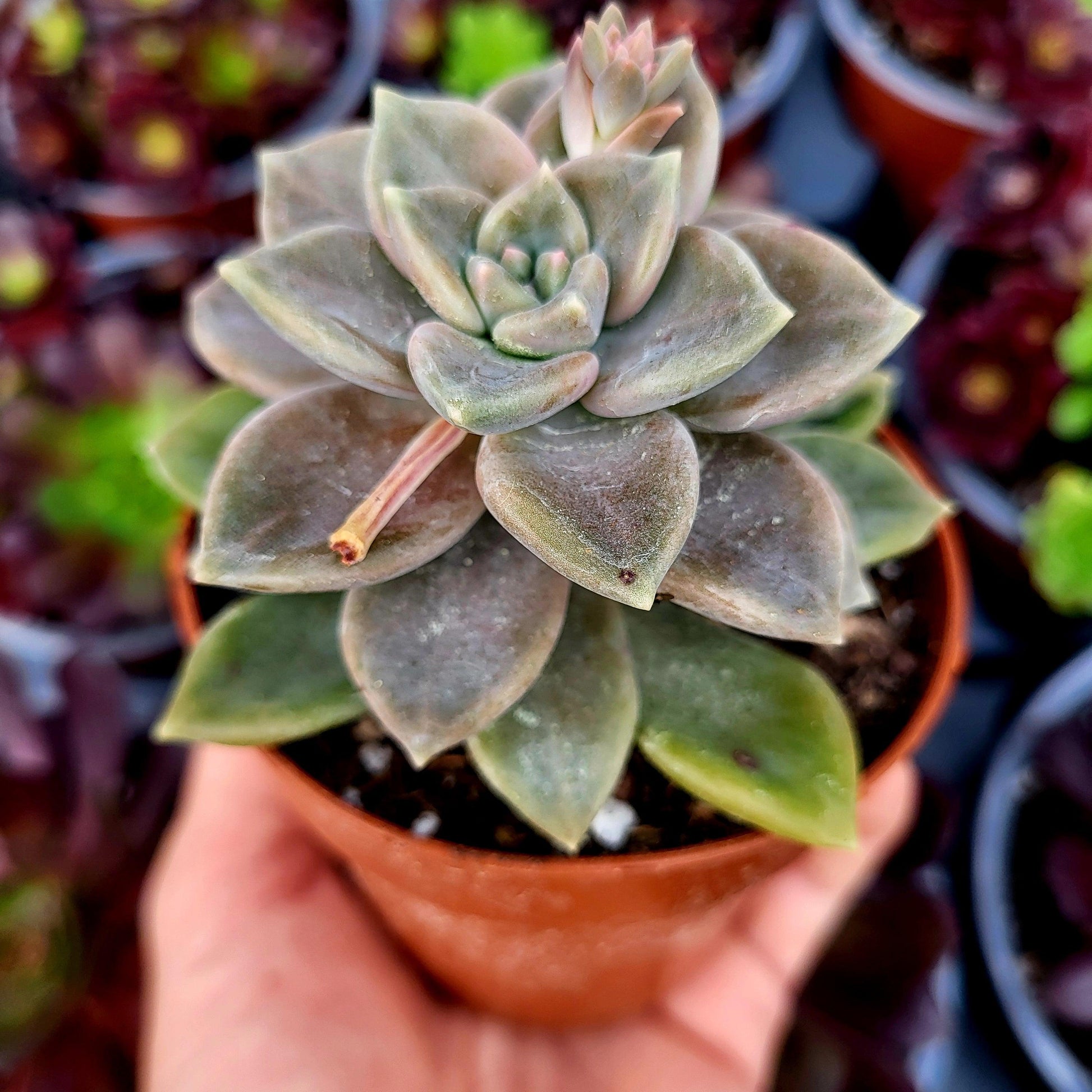 Graptoveria "Dathomir" - Donsuculentas