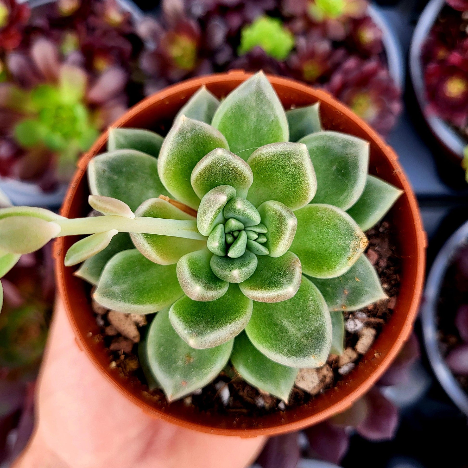 Graptoveria "Beskar" - Donsuculentas