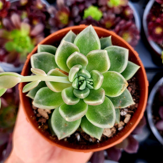 Graptoveria "Beskar" - Donsuculentas