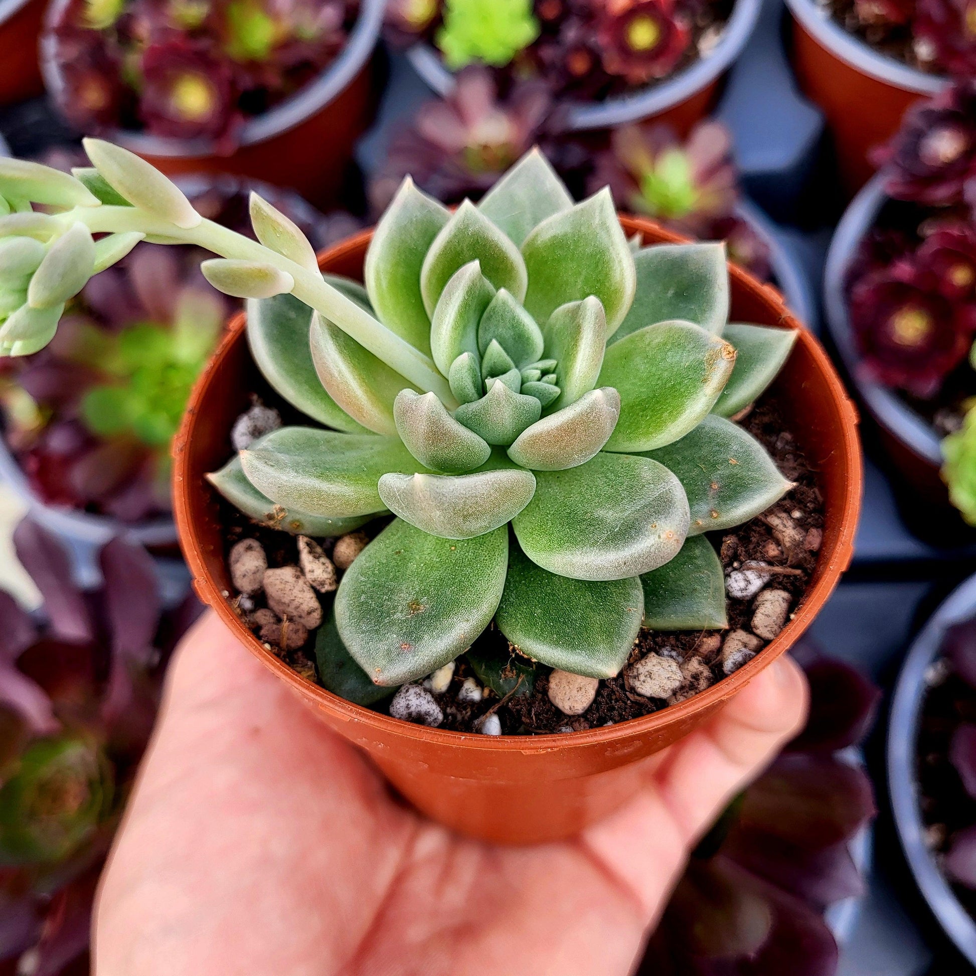 Graptoveria "Beskar" - Donsuculentas