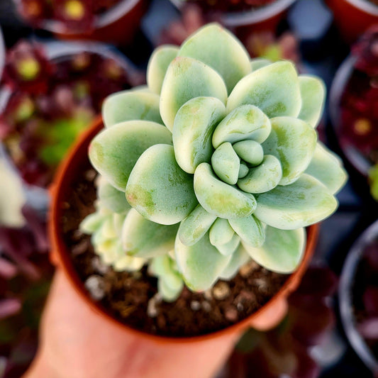 Sedum clavatum variegado - Donsuculentas