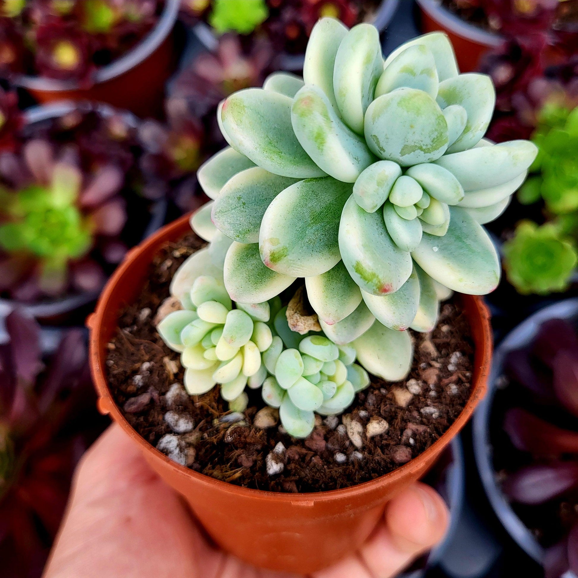 Sedum clavatum variegado - Donsuculentas