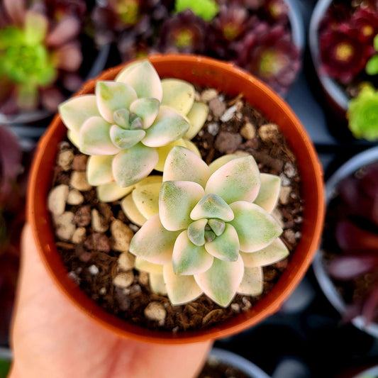 Graptosedum "Nuit Blanche" variegado - Donsuculentas