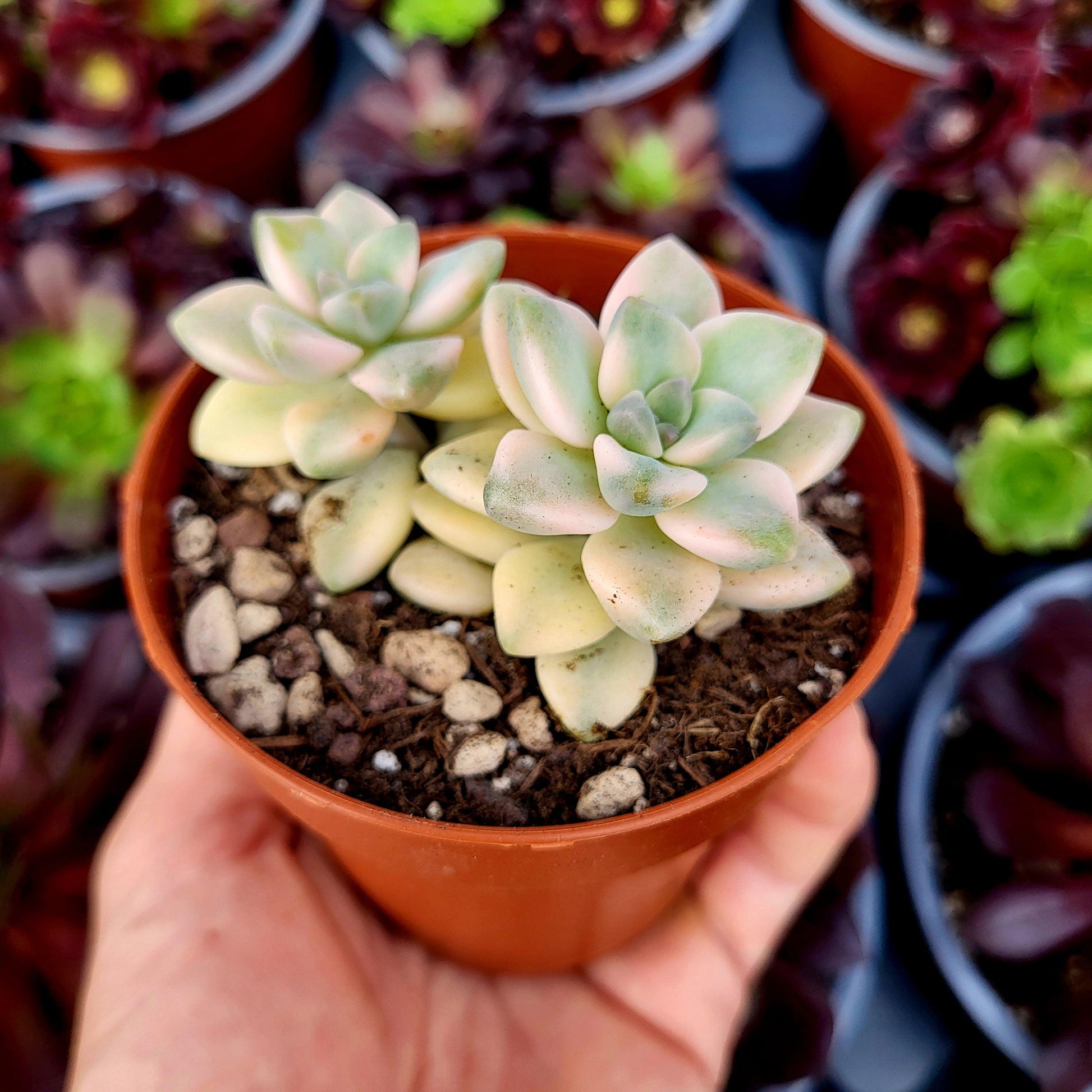 Graptosedum "Nuit Blanche" variegado - Donsuculentas