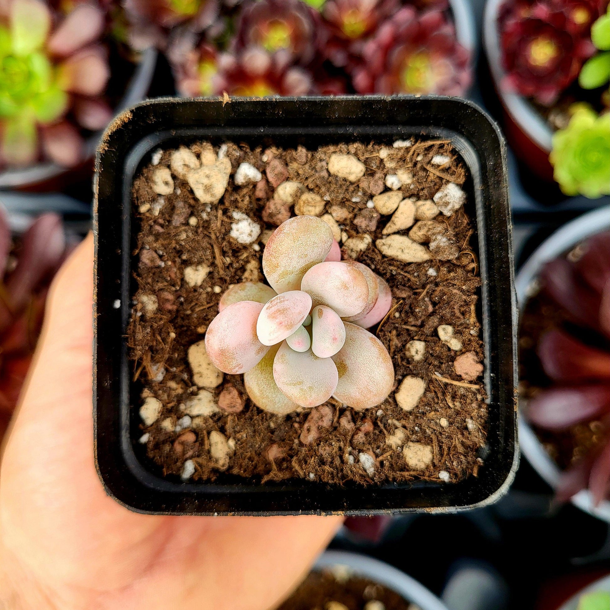 Graptopetalum amethystinum variegado - Donsuculentas
