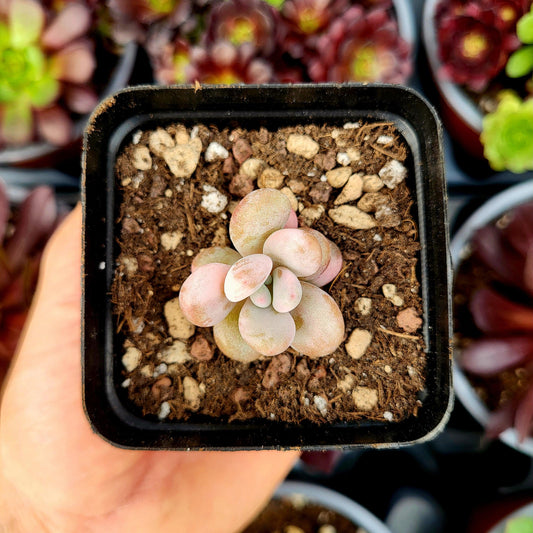 Graptopetalum amethystinum variegado - Donsuculentas