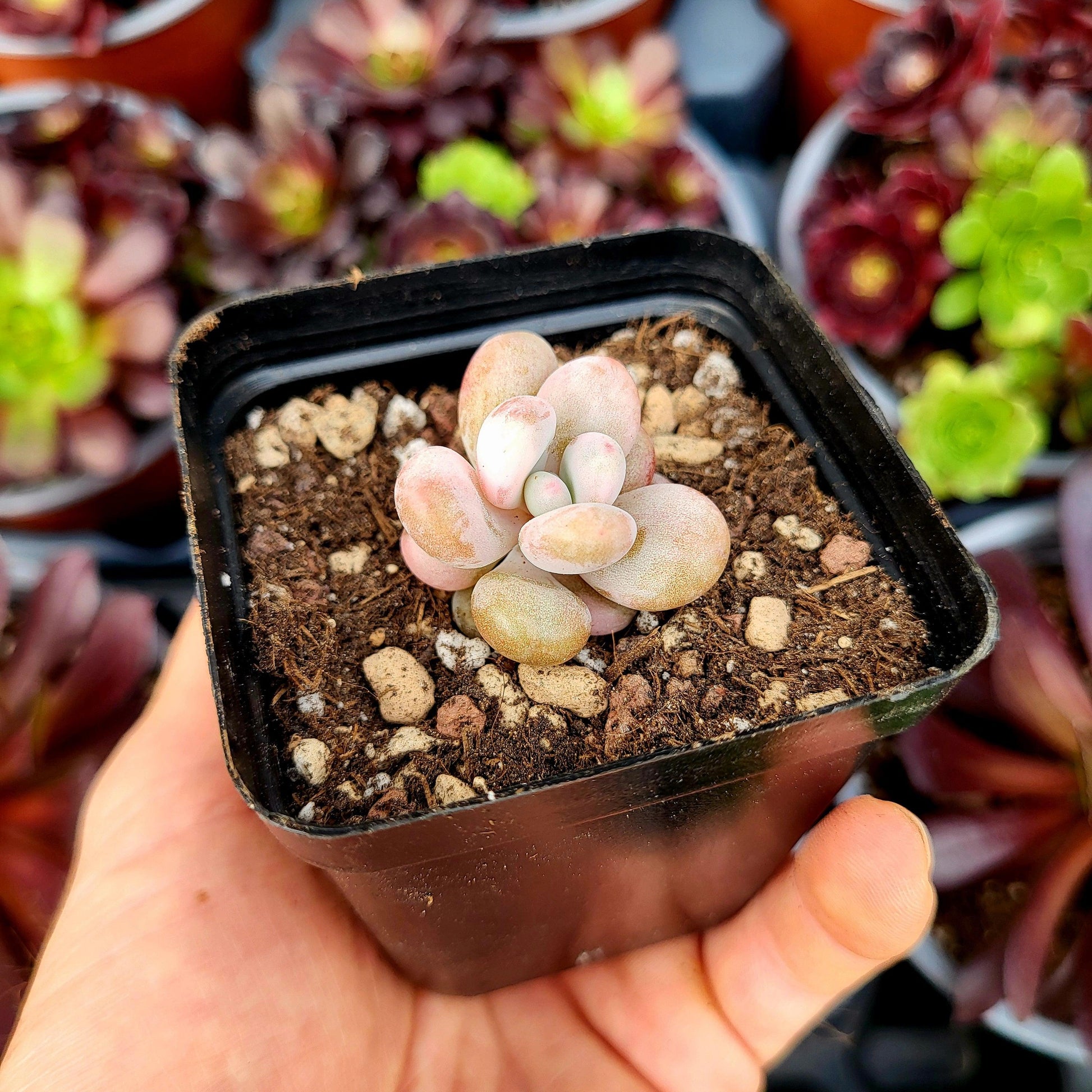 Graptopetalum amethystinum variegado - Donsuculentas