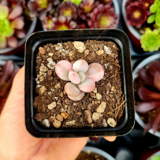Graptopetalum amethystinum variegado - Donsuculentas
