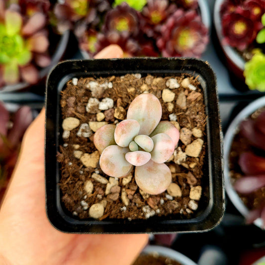 Graptopetalum amethystinum variegado - Donsuculentas