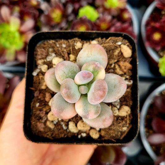 Pachyphytum oviferum variegado - Donsuculentas