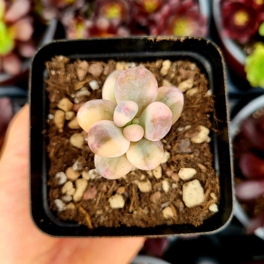 Pachyphytum oviferum variegado - Donsuculentas
