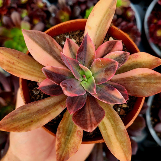 Echeveria "Hanakaida" variegada - Donsuculentas