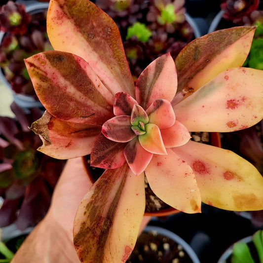 Echeveria "Hanakaida" variegada - Donsuculentas