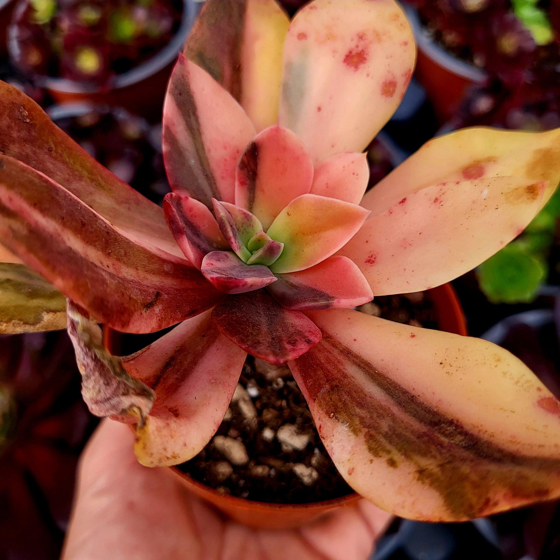 Echeveria "Hanakaida" variegada - Donsuculentas
