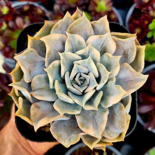 Echeveria lilacina variegada - Donsuculentas