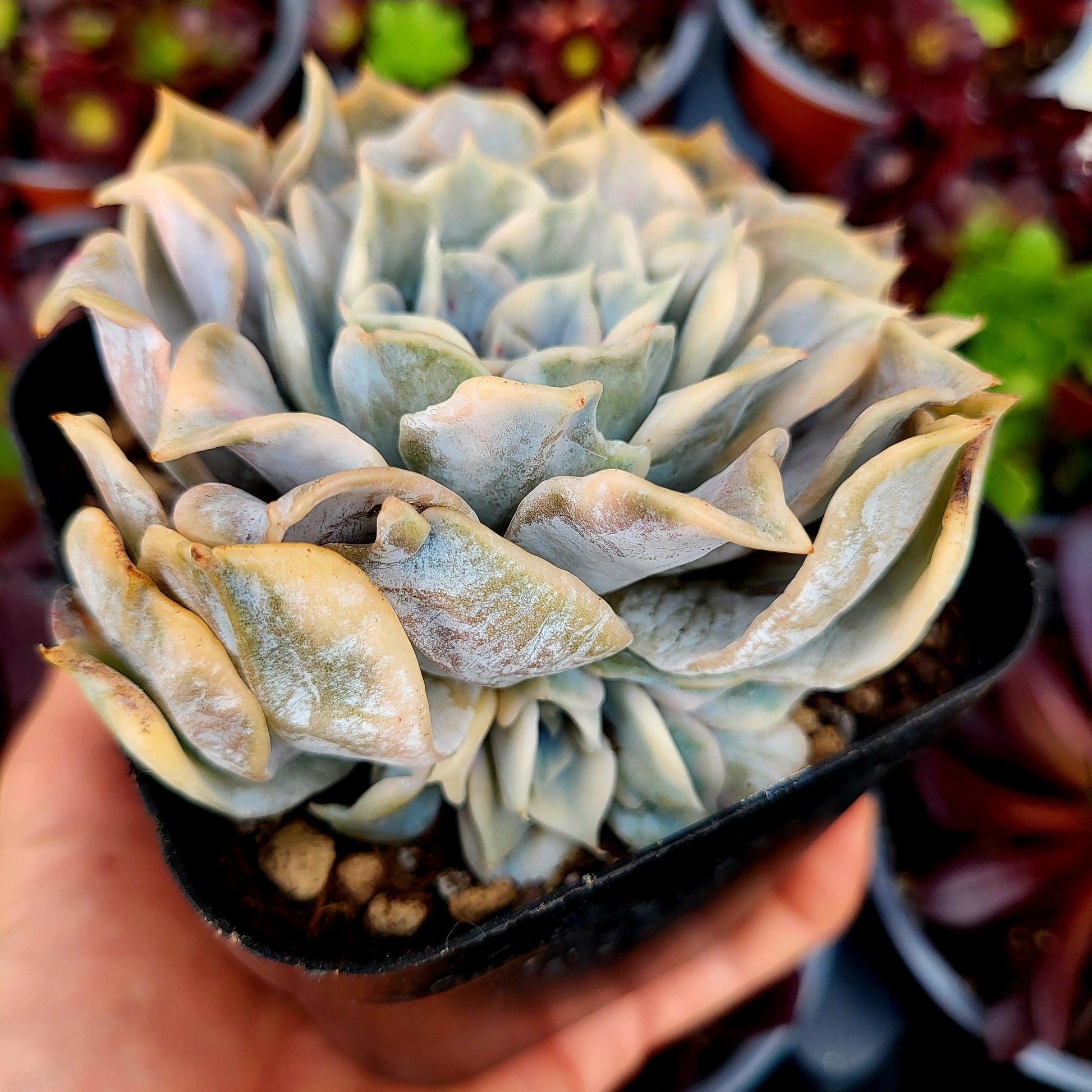 Echeveria lilacina variegada - Donsuculentas