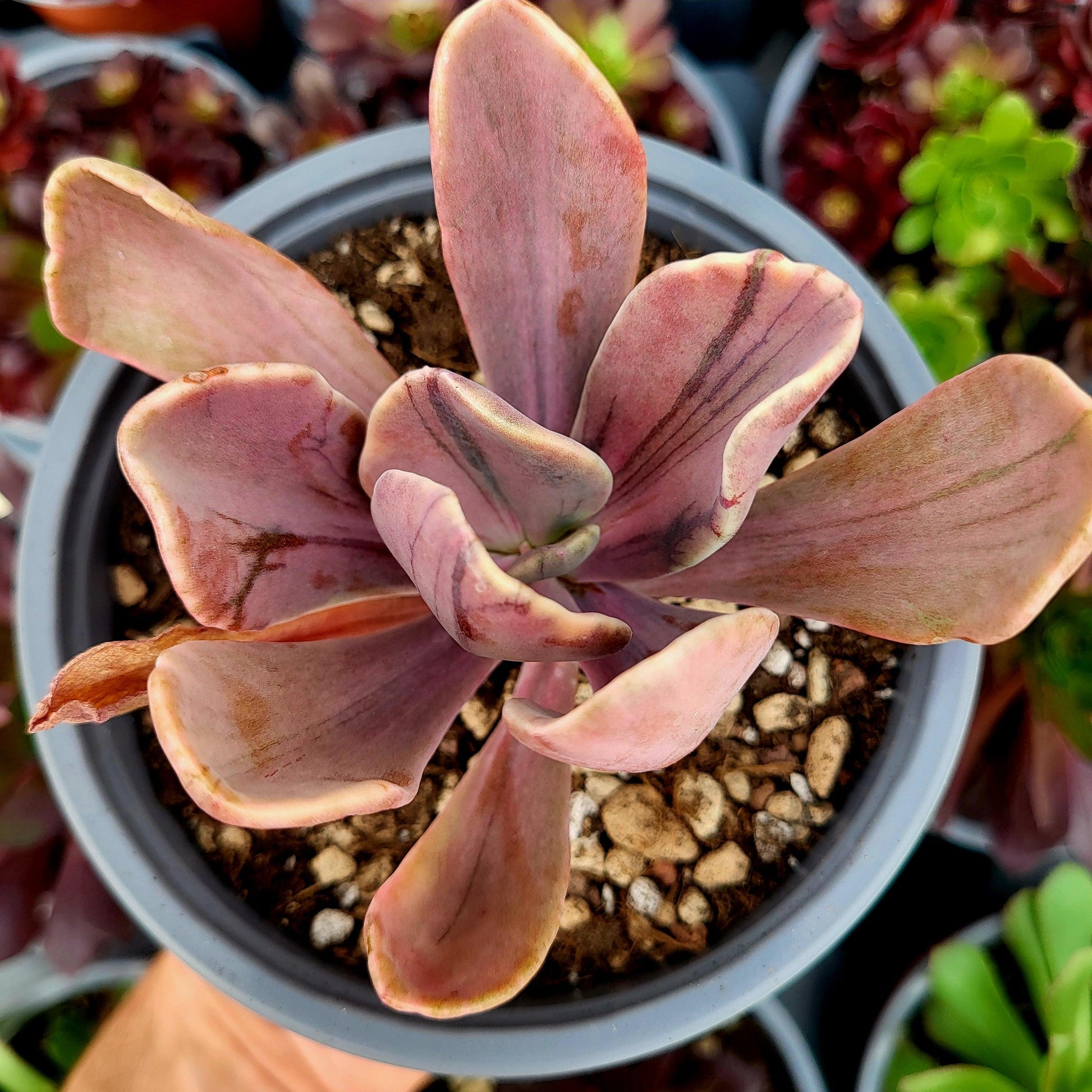 Pachyveria "Pampoteus" variegada - Donsuculentas