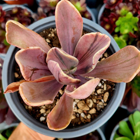 Pachyveria "Pampoteus" variegada - Donsuculentas