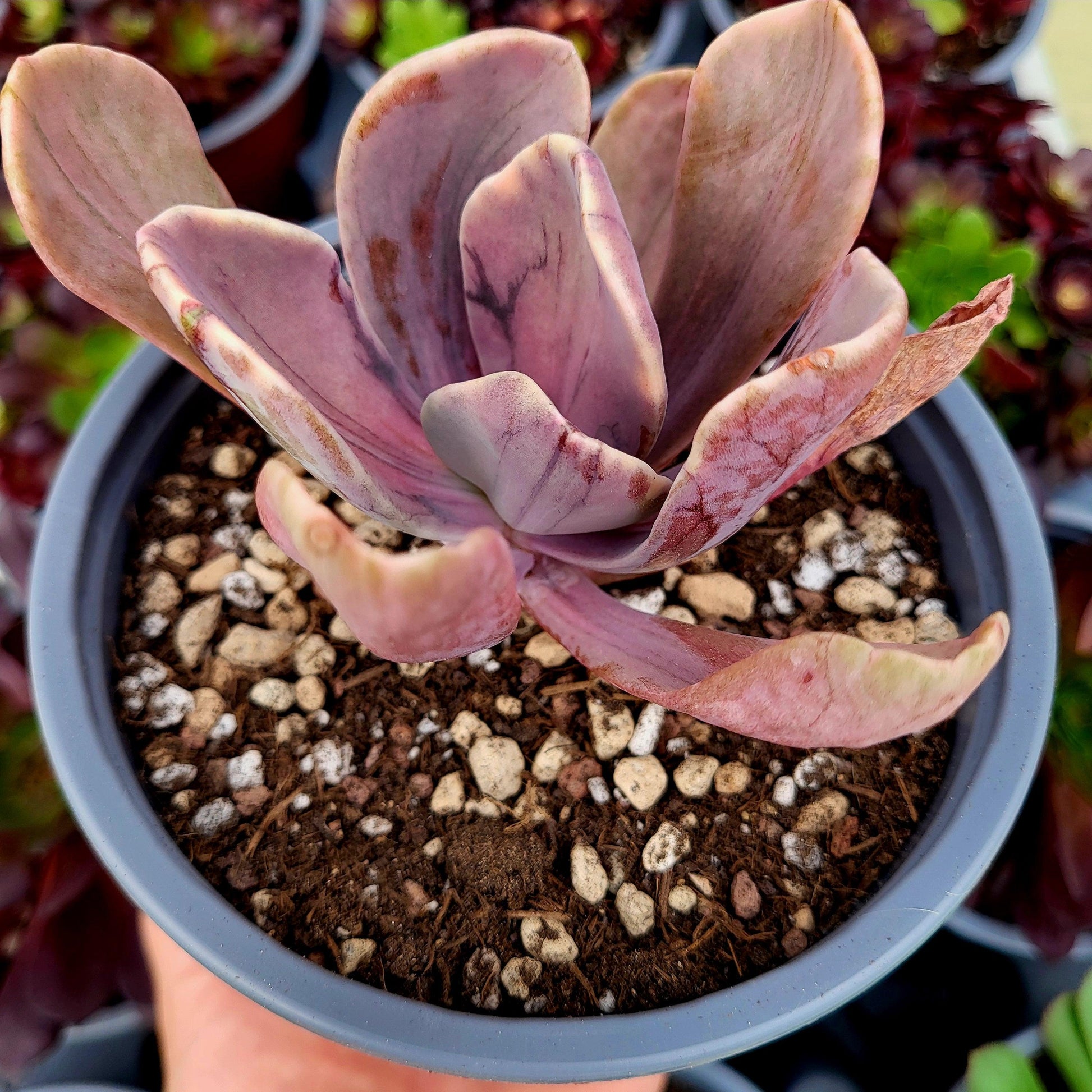 Pachyveria "Pampoteus" variegada - Donsuculentas