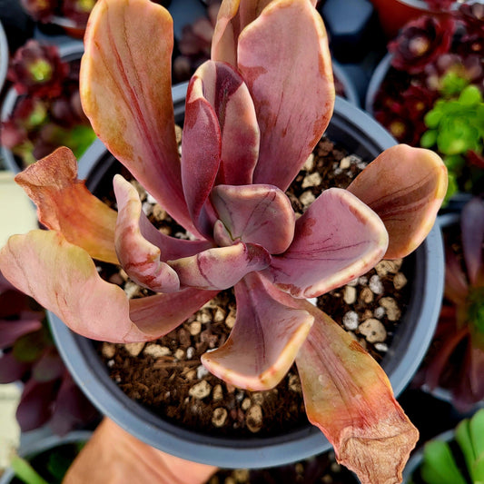 Pachyveria "Pampoteus" variegada - Donsuculentas
