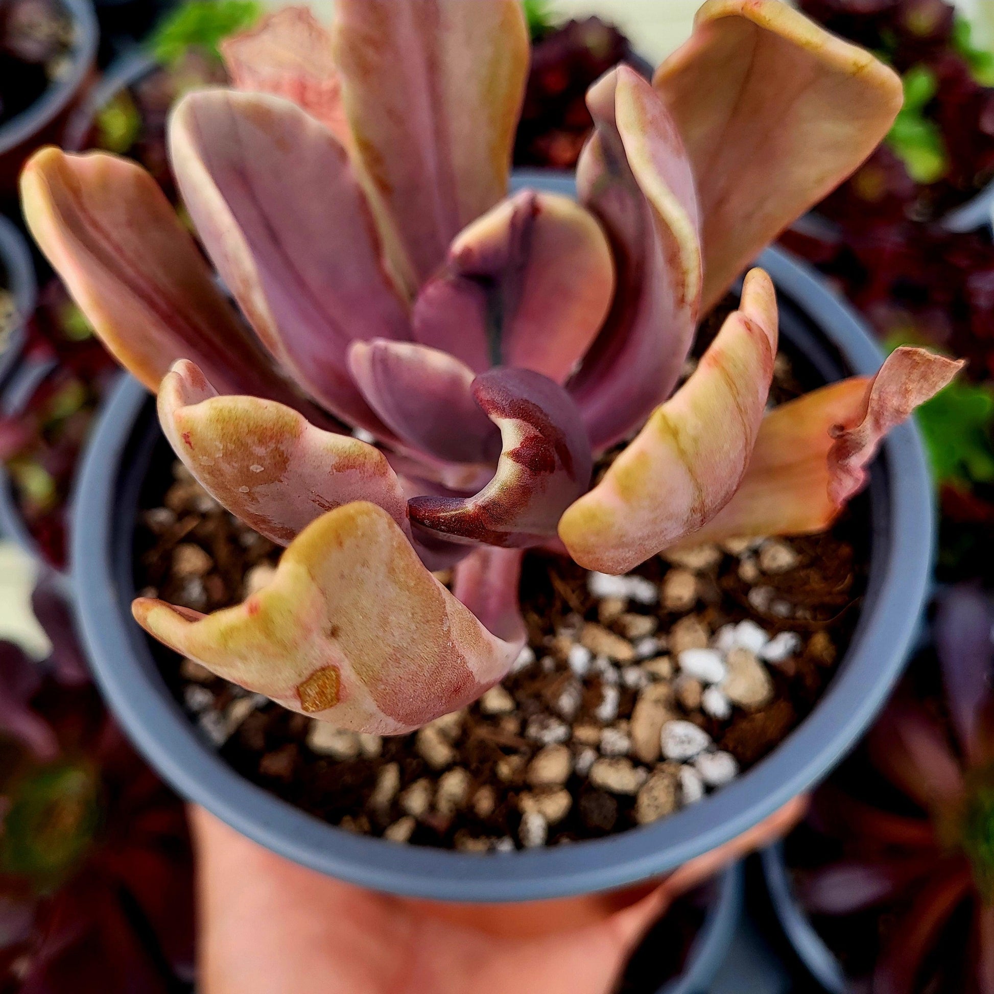 Pachyveria "Pampoteus" variegada - Donsuculentas