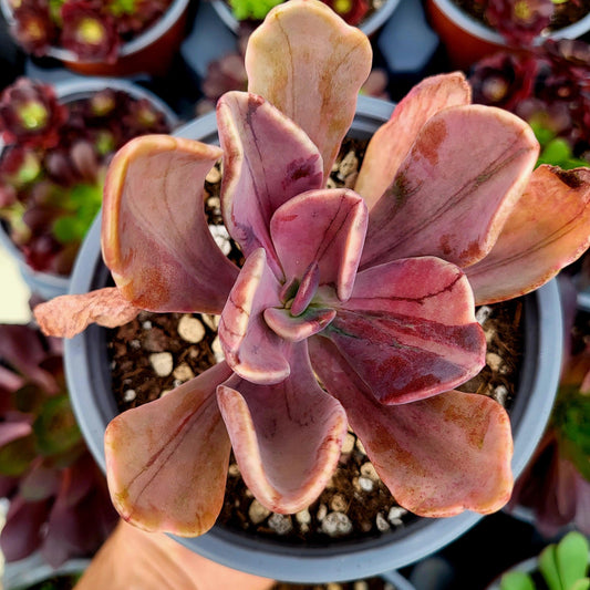 Pachyveria "Pampoteus" variegada - Donsuculentas