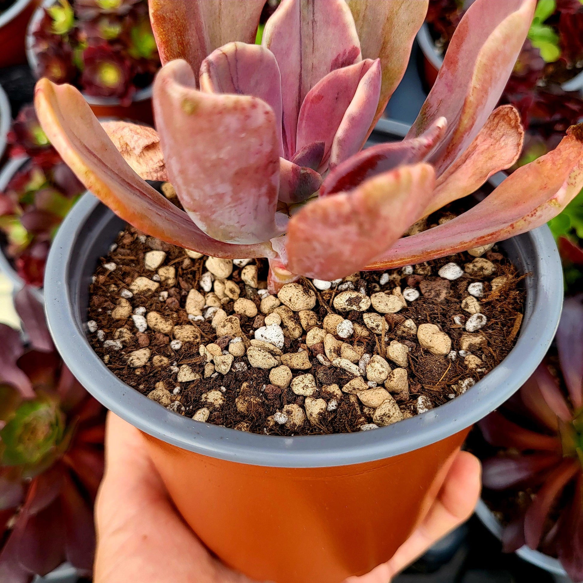 Pachyveria "Pampoteus" variegada - Donsuculentas