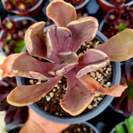 Pachyveria "Pampoteus" variegada - Donsuculentas