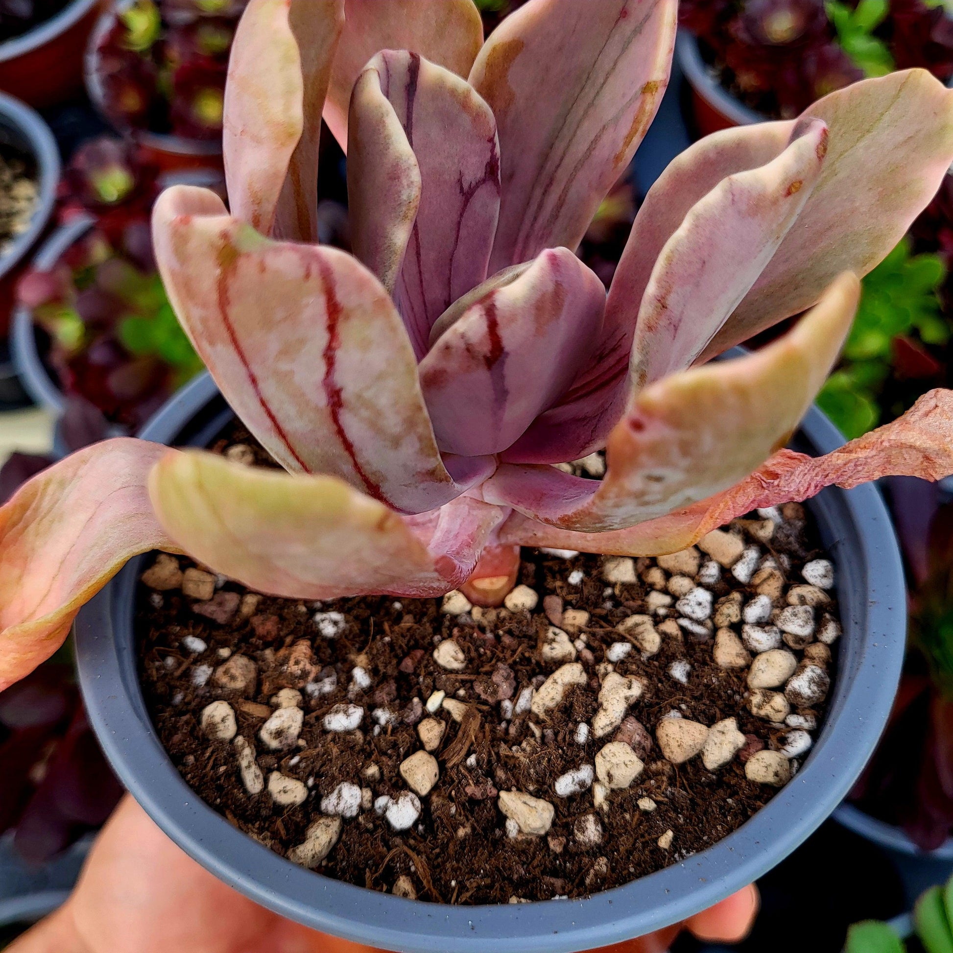 Pachyveria "Pampoteus" variegada - Donsuculentas