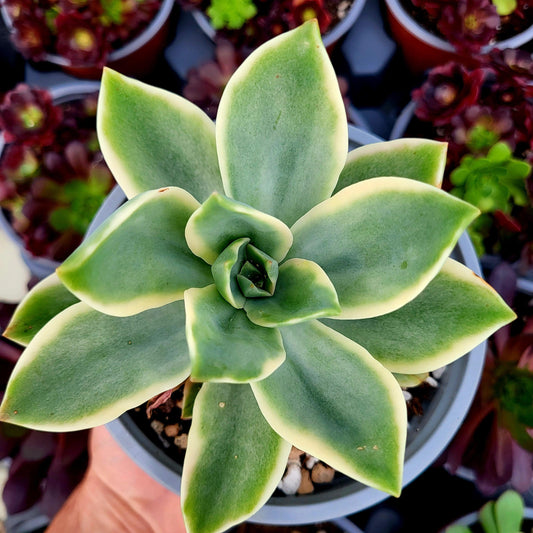 Graptoveria "Fred Ives" variegada - Donsuculentas