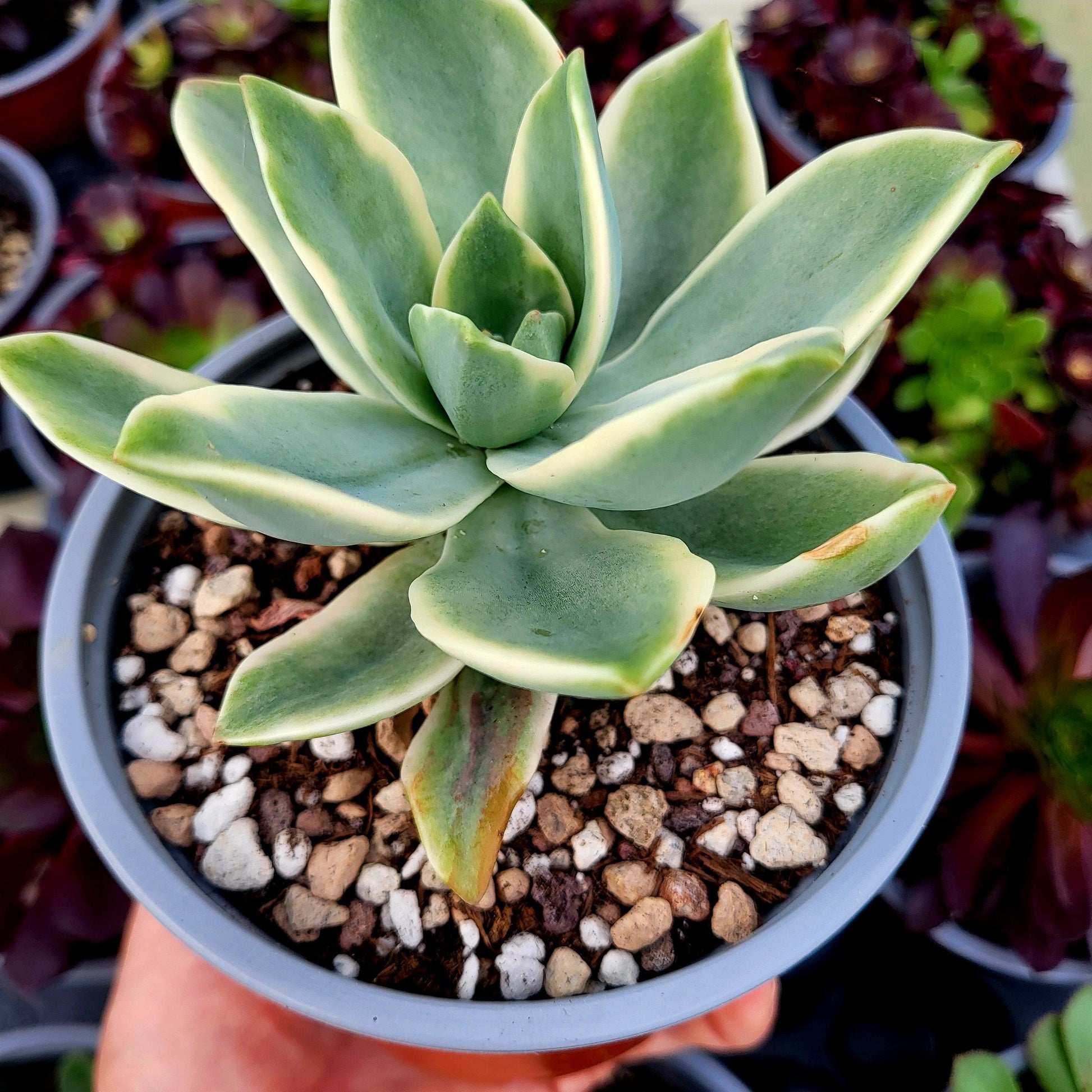 Graptoveria "Fred Ives" variegada - Donsuculentas