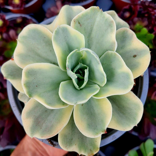 Echeveria "Japon Moon River" variegada - Donsuculentas