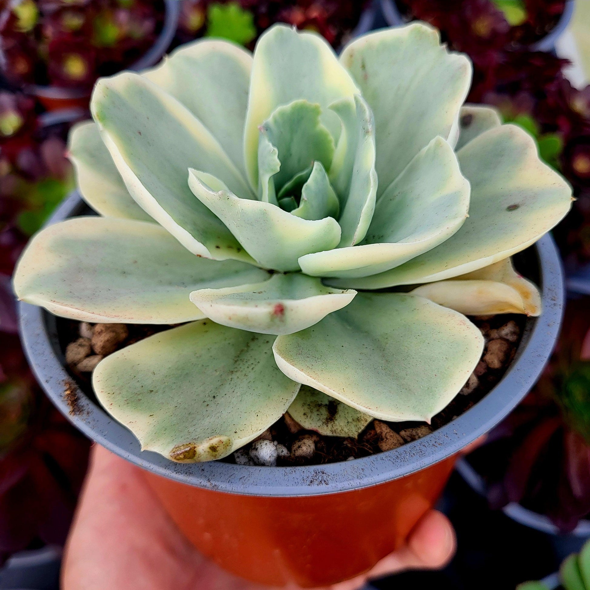 Echeveria "Japon Moon River" variegada - Donsuculentas