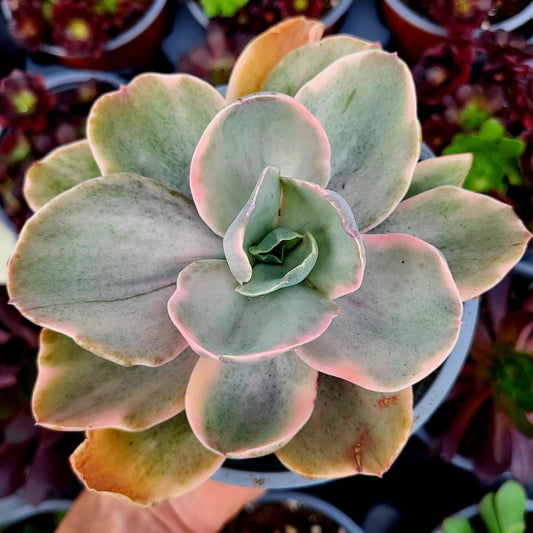 Echeveria "Decora" variegada - Donsuculentas
