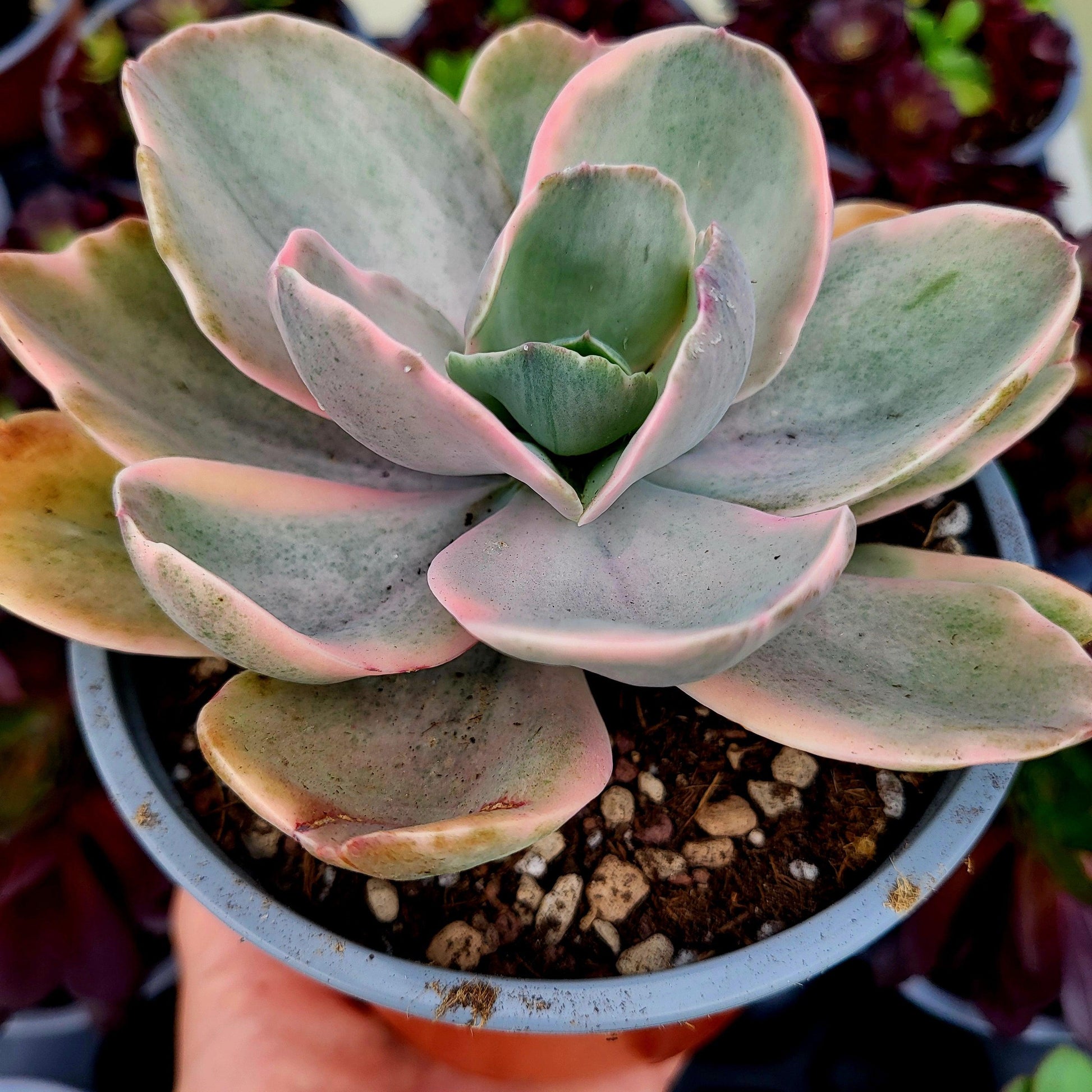 Echeveria "Decora" variegada - Donsuculentas
