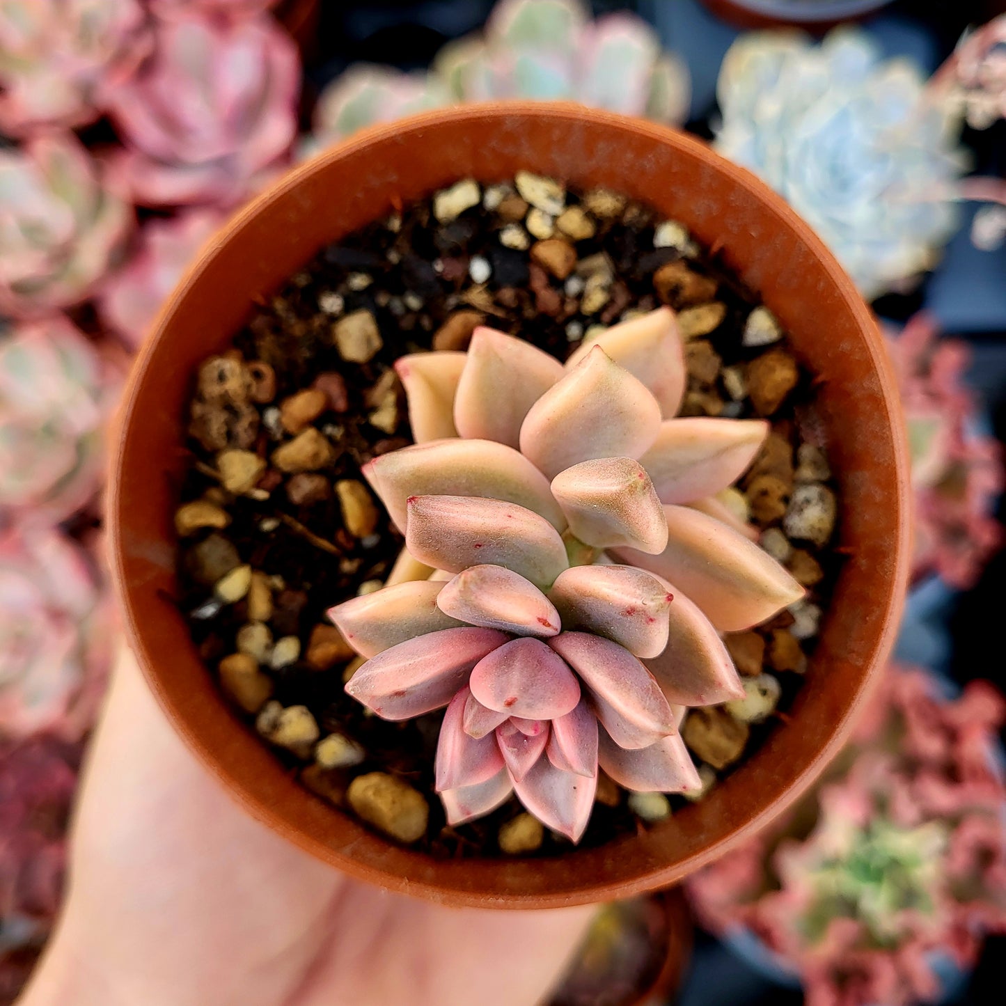 Graptopetalum 'Armands' panaché