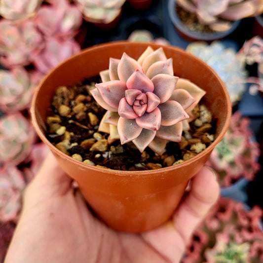 Graptopetalum "Armands" variegato