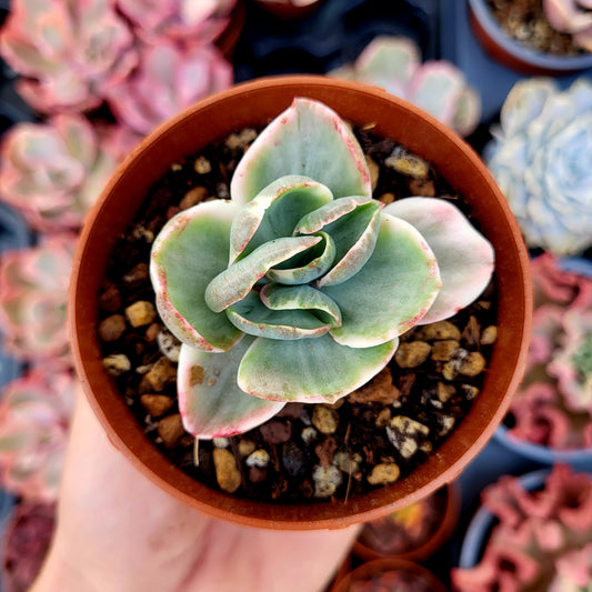 Echeveria "Era Glaciale" variegata