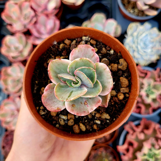 Echeveria "Era Glaciale" variegata