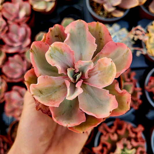 Echeveria "Chantilly Marginata" variegata