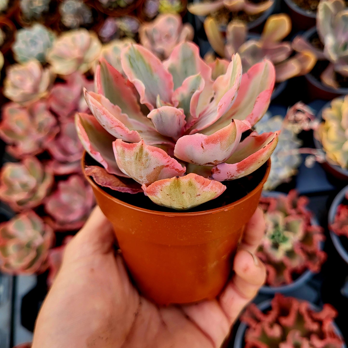 Echeveria "Chantilly Marginata" variegata