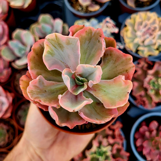 Echeveria "Chantilly Marginata" variegata