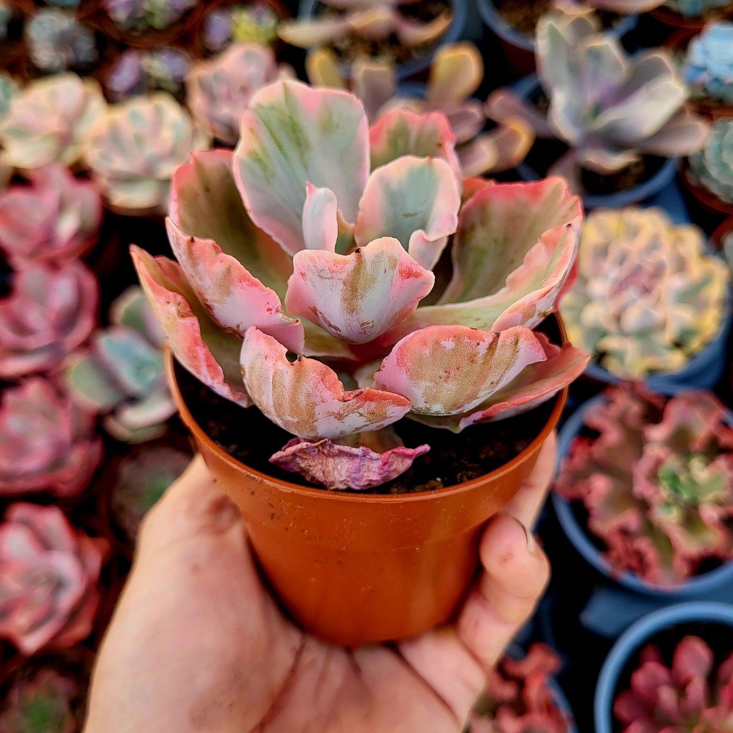 Echeveria « Chantilly Marginata » panachée