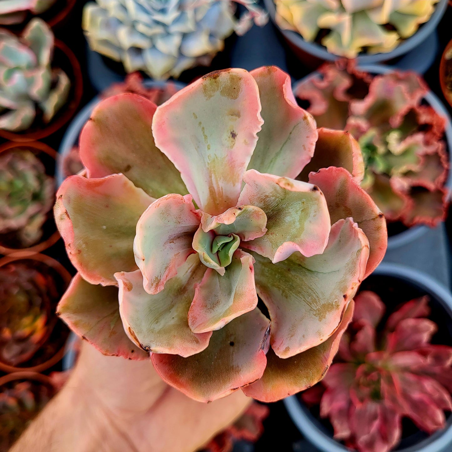 Echeveria "Chantilly Marginata" variegata